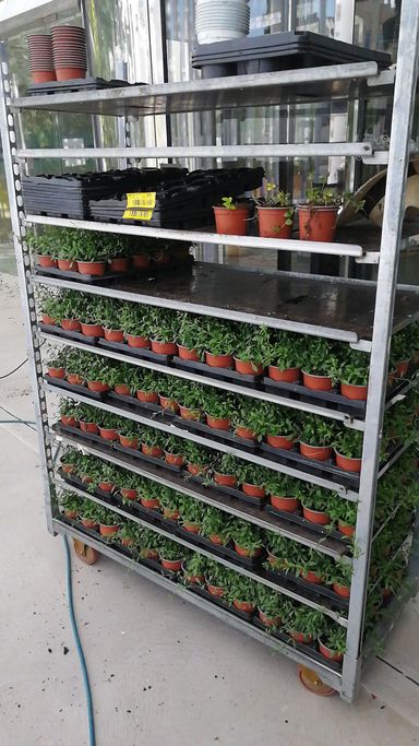 Plantaciones